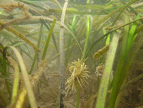 Seagrass coastal habitats